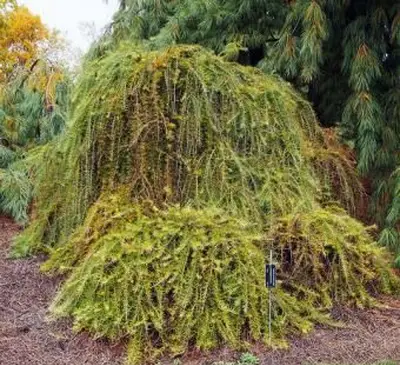 Pendula Mélèze du Japon pleureur