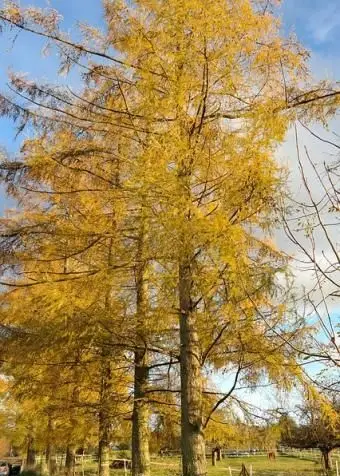 Mélèzes d'affilée