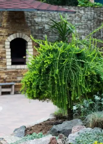 Mélèze européen dans le jardin