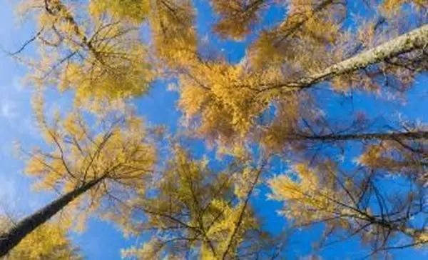 Mélèzes en automne d'en bas