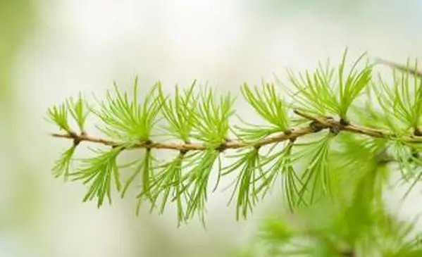 Branche de mélèze aux aiguilles vertes