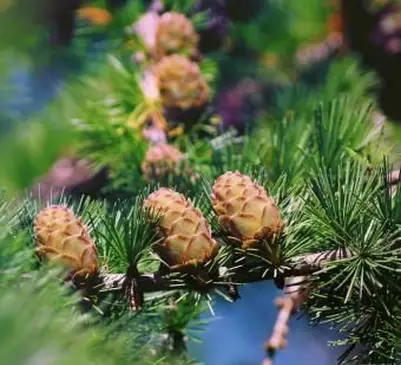 Cônes de mélèze sur les branches