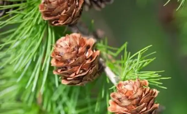 Rameau de mélèze avec des cônes sur un arbre
