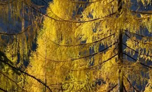 Mélèzes jaunes en automne