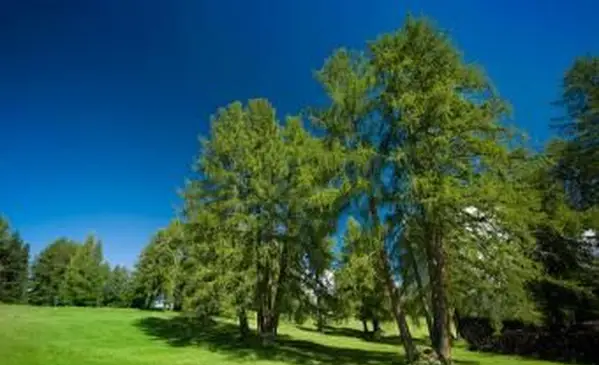 Les mélèzes des Alpes italiennes en été