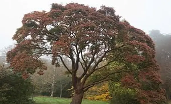 Acer Grisum Paperbark Ahorn