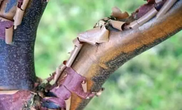 Rinde eines Paperbark-Ahorns