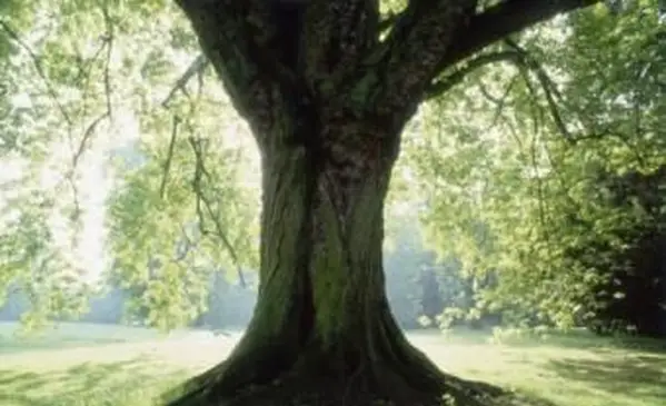 Acer Saccharinum Ahorn silber