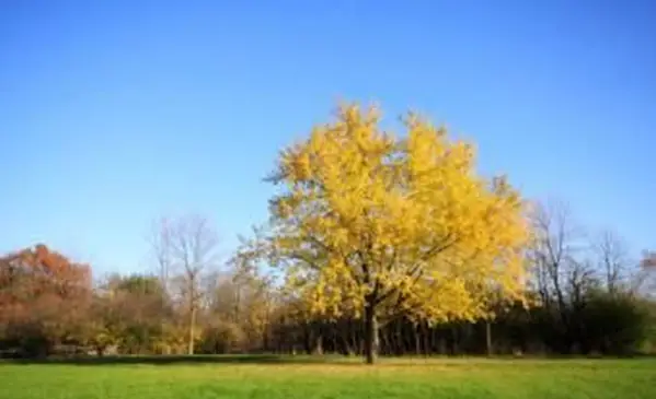 Silberahorn im Herbst