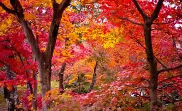 Arten von Ahornbäumen