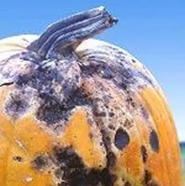 Clown maléfique2.webp