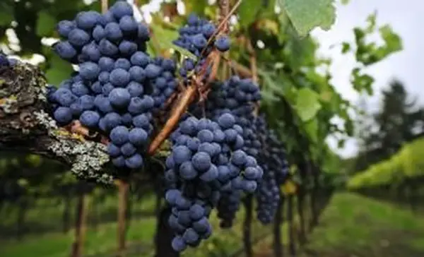 Reife Merlot-Trauben in einem Weinberg