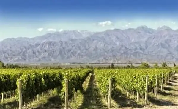 Weingut Malbec in Argentinien
