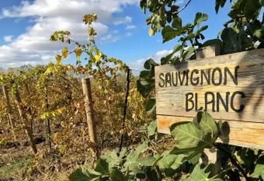 Sauvignon blanc vigneto