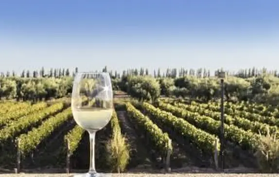 Bicchiere di Torrontes