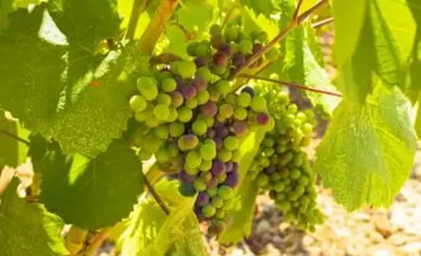 Hrozno Moscato na viniči