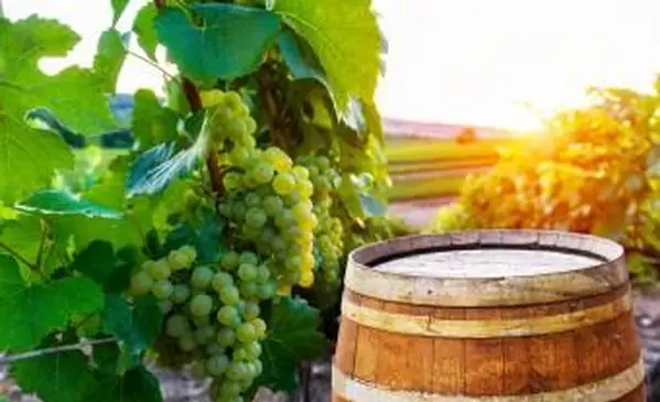 ブドウの木の緑のブドウの列に古い木製の樽を持つブドウ園