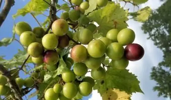 Muscadine-Frucht