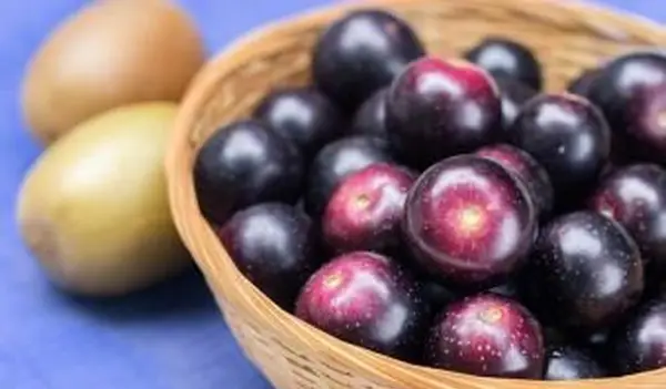 Leitfaden für Muscadine-Wein