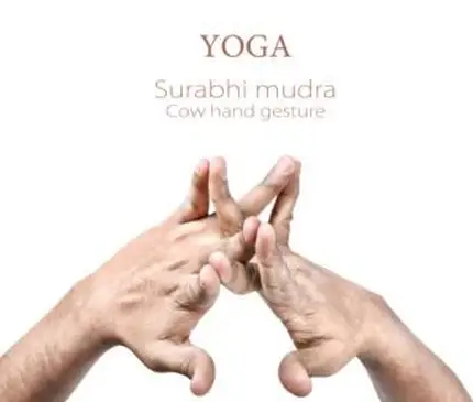 surabhi mudra