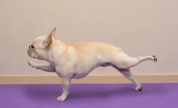 6 posizioni yoga per cani da provare con il tuo cucciolo