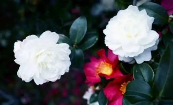 11 poesie d'amore haiku per esprimere i tuoi sentimenti