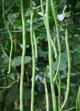 Cómo replantear frijoles polares