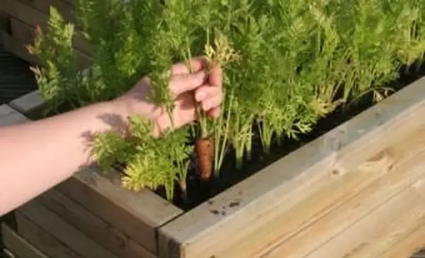 Jardinage surélevé