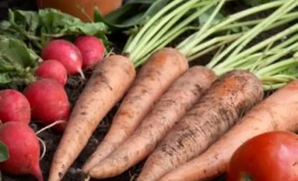 Quels sont les bons légumes à planter à la fin de l'été ?