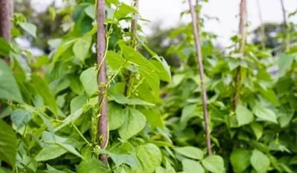 גידול השעועית