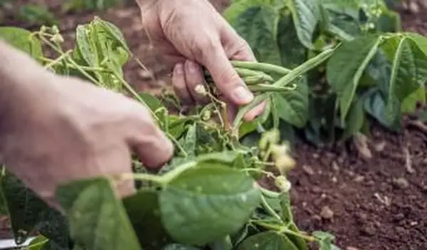 כיצד לגדל שעועית ירוקה
