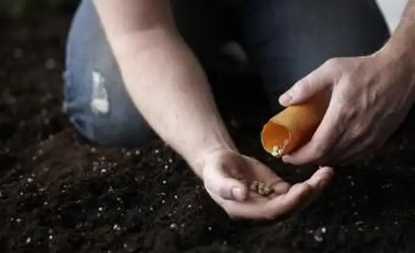 Fontes de sementes de vegetais livres