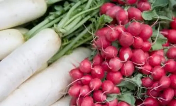 함께 잘 자라는 야채