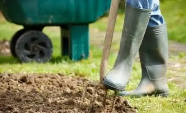 זיוף טלאי גן