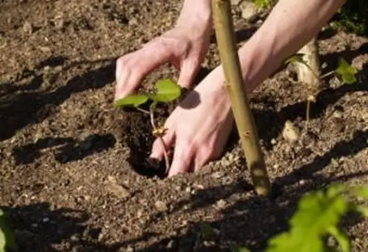 Najlepší čas na výsadbu zeleninových záhrad