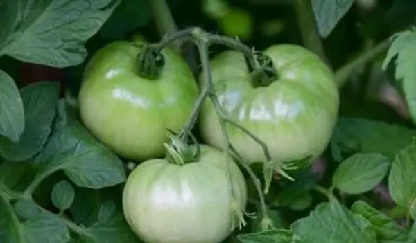Cómo madurar tomates verdes de la vid