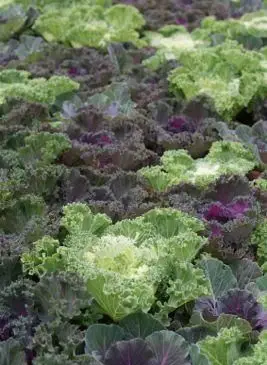 8 frostbeständiges Gemüse