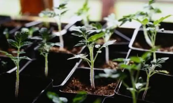 토마토 모종을 닫습니다.