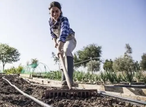 토마토 정원을 준비하는 여자