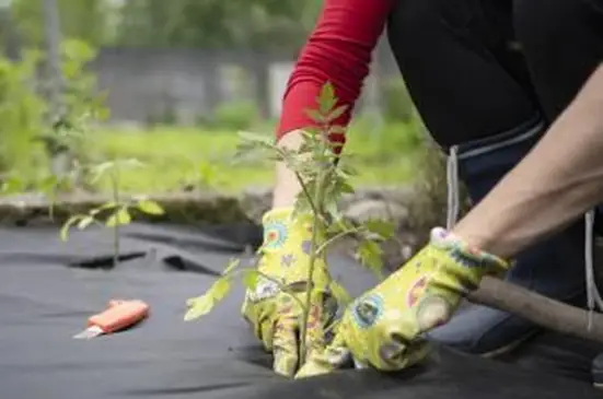 토마토를 심는 플라스틱 잡초 장벽