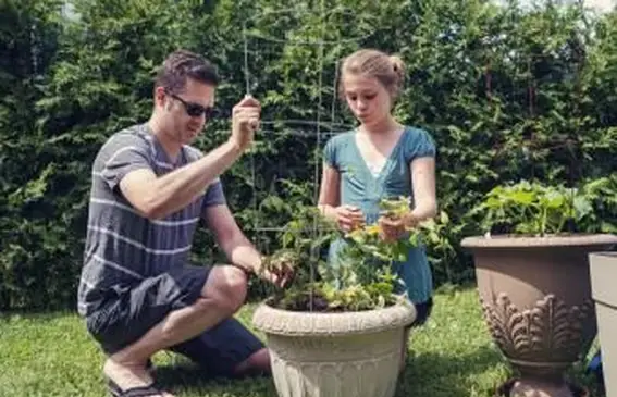 냄비에 토마토 식물 심기
