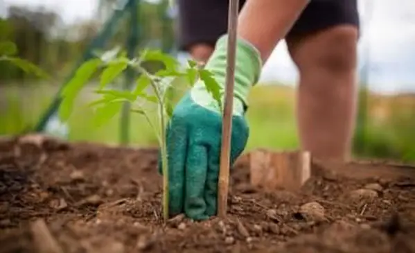 최상의 결과를 위해 토마토를 심는 방법
