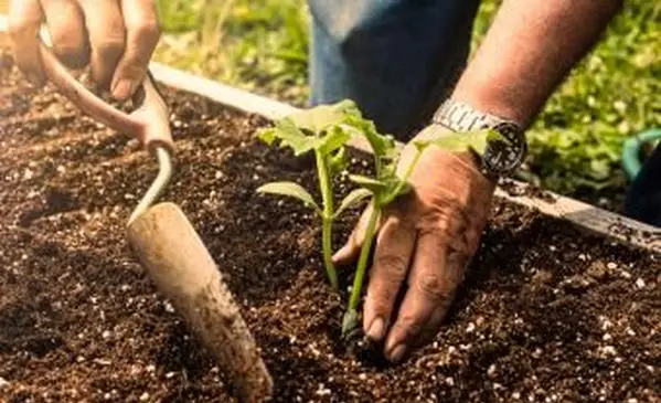 Il miglior terreno per un orto a letto rialzato