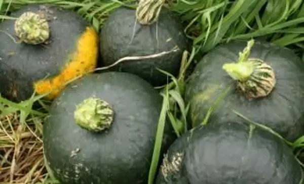 מתי לקצור דלעת חורף