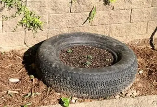 Cultiver des pommes de terre en pneu