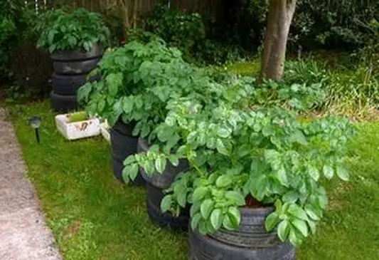 Cultiver des pommes de terre dans des pneus