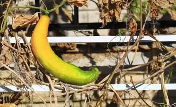 Jardín de la casa con pepino amarillo