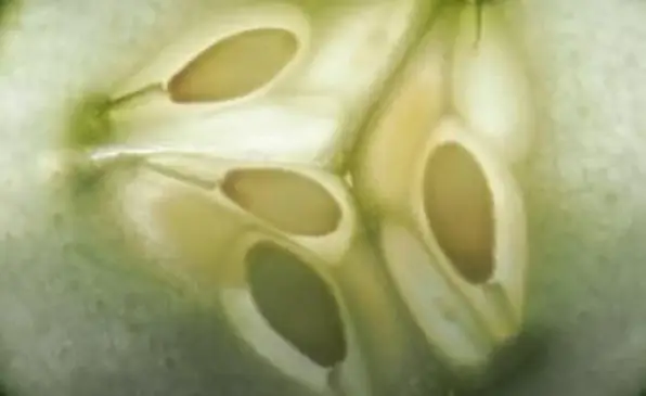 Macro de semillas de pepino