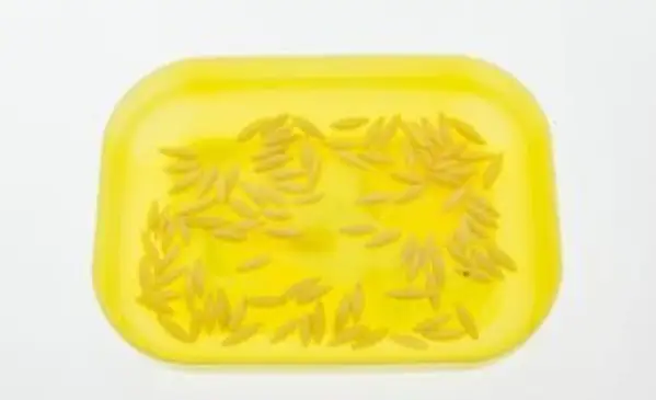 Semillas de pepino remojadas en un tazón pequeño antes de plantar