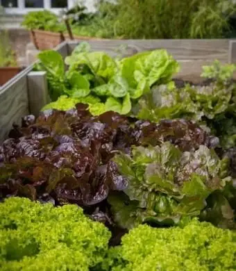 Gemüse, das im Halbschatten wächst